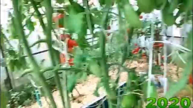 Всего 10 кустов этих урожайных сортов завалят помидорами смотреть онлайн