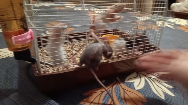 НЕ ПОЙМУ КАКОГО ПОЛА КРЫСЕНОК. КРЫСЯТА ОКАЗАЛИСЬ ДАБЛ-РЕКСАМИ! смотреть онлайн