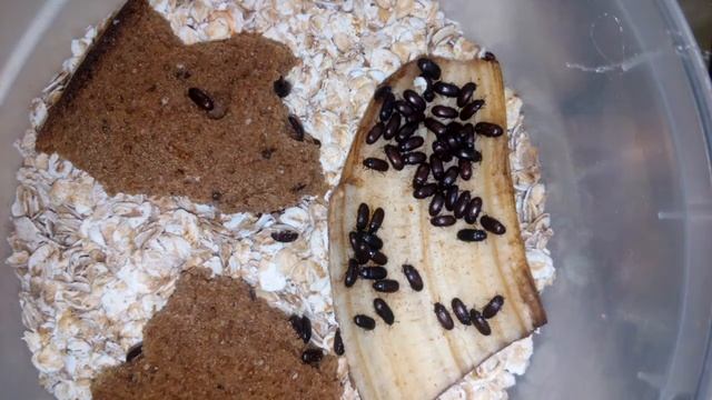 Идеальная кормовая культура для муравьев. Жук знахарь. Описание и содержание. смотреть онлайн