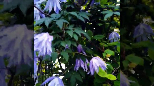 Клематис Майдвел  Холл