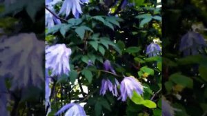 Клематис Майдвел  Холл