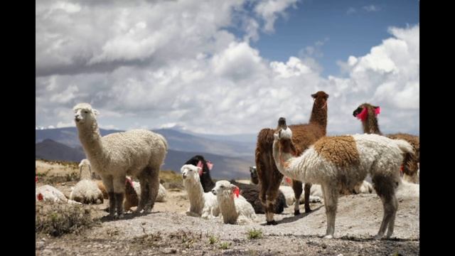 Peru History смотреть онлайн