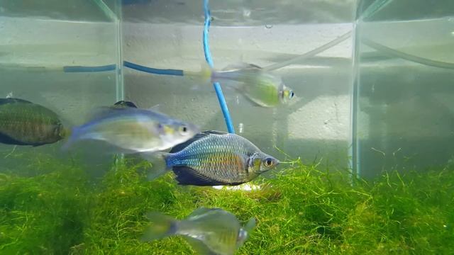 "Real" Glossolepis Wanamensis - July 2017 - HD1080 смотреть онлайн