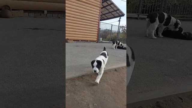 Продажа sale ТИМЕРТАШ ЛАЙГУР 2 месяца щенок алабай Среднеазиатская овчарка Доставка по всему миру смотреть онлайн