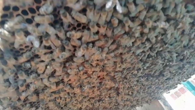 Пришла пора расширять гнезда и ставить вощину. смотреть онлайн