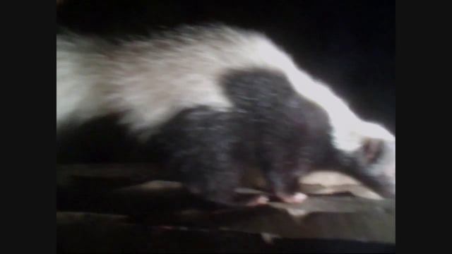 My Pet Skunk Chad | Close Up! смотреть онлайн