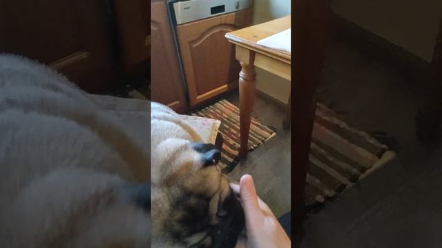 Как правильно чистить артишоки смотреть онлайн