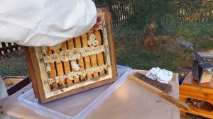 Японский улей, отбор меда.