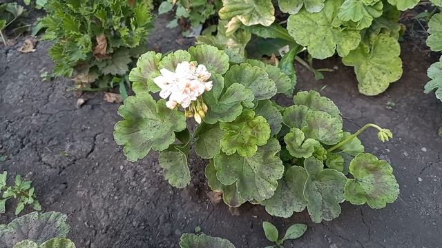 Обзор моих сортовых цветущих пеларгоний на даче смотреть онлайн