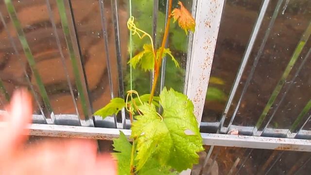 УХОД ЗА ВИНОГРАДОМ. ОБРАБОТКИ НА СЕЗОН. смотреть онлайн