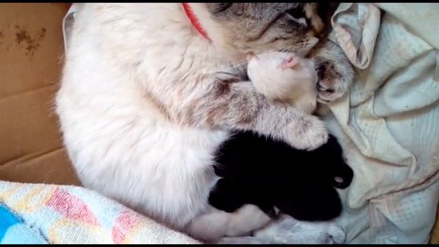 Котята - часть 1