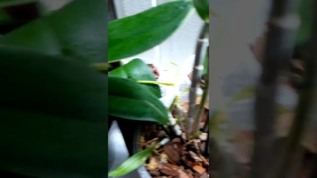 Две орхидеи в одном горшке. смотреть онлайн