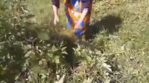 На садовом участке СЕРП — главный помощник в борьбе с СОРНЯКАМИ(1)- как работать серпом + см.СЕРП-2