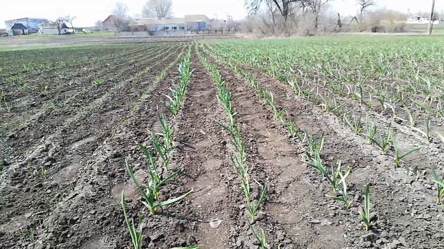 Прилепатели и их роль. смотреть онлайн