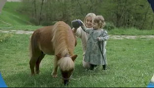 По каким критериям можно сравнить интеллект лошади и дельфина