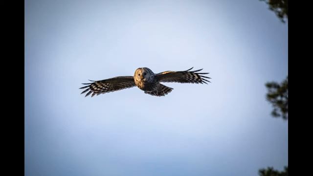 Индийская музыка! Релакс! смотреть онлайн