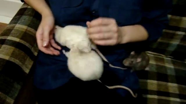 Результаты лечения Симона и Куки\декоративные крысы смотреть онлайн
