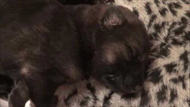 Седьмой день отроду (дети Демира и Бекки) смотреть онлайн