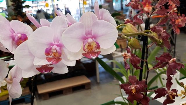 ОРХИДЕИ В БАУЦЕНТРЕ .РОСТОВСКОЕ ШОССЕ//05.04.24// смотреть онлайн