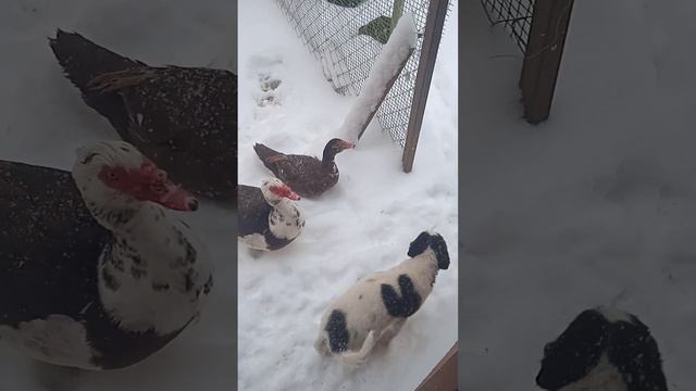 кому зима в радость смотреть онлайн