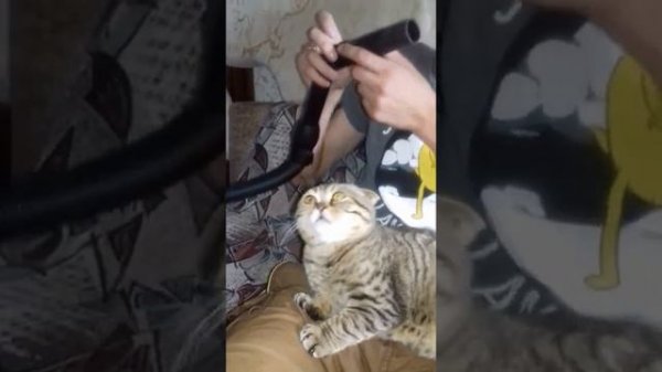 ЛИЧНОЕ когда решили пропылесосить кота funny crazy cat