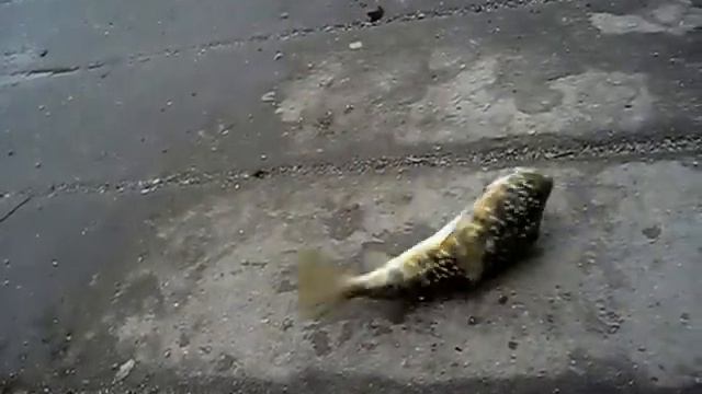 Рыба шар надувается. Фугу. Японский деликатес. Fugu fish. смотреть онлайн