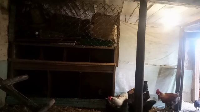 Ловимо Шкідника на Живця. Виявляю, хто саме розкльовує яйця смотреть онлайн