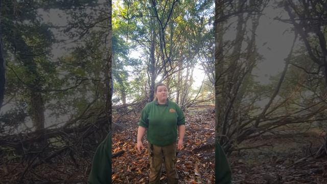 Lemur Trail 5 - About the Species Black and White Ruffed Lemur смотреть онлайн