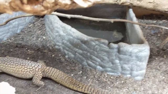 Reptile Room Tour 2019 | Meet My Amazing Reptiles смотреть онлайн