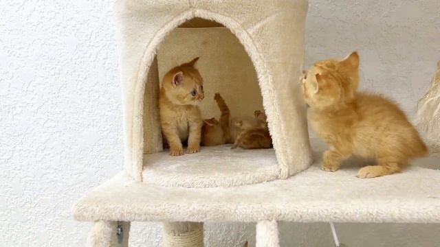 Adorable Little Kittens Playing and Having Fun in their Cat House смотреть онлайн