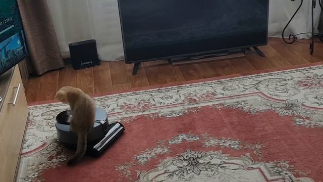 Кошечка Злата катается на робот-пылесосе! смотреть онлайн