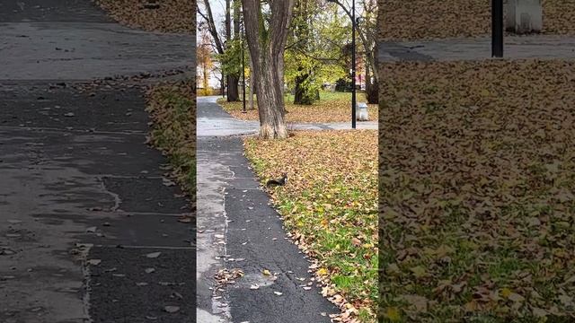 Встретили чёрную пушистую белочку на прогулке