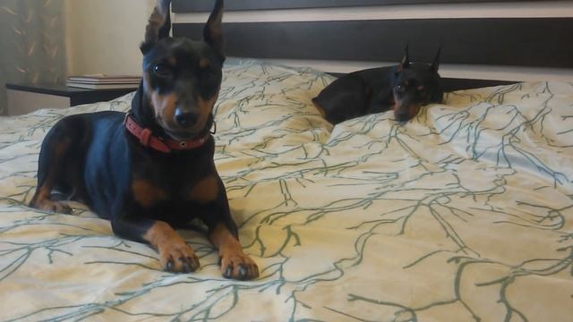 Бугай Алабай. Неделя прошла под знаком ПАРВОВИРУСНОГО ЭНТЕРИТА