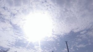 скворцы улетают