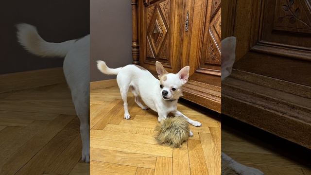 свежие приветики от выпускников питомника чихуахуа Кастропуло Крым из разных городов и стран мира 🌍 смотреть онлайн