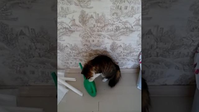 кот лапкой вытаскивает воду на лапе и облизывает смотреть онлайн