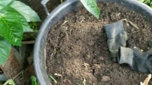 Ошибки при выращивании инжира на севере Московской области / Буду так выращивать инжир