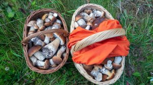 Грибное безумие продолжается! 179 еловых белых 10 июля 2019. Маленькие хитрости большой тихой охоты