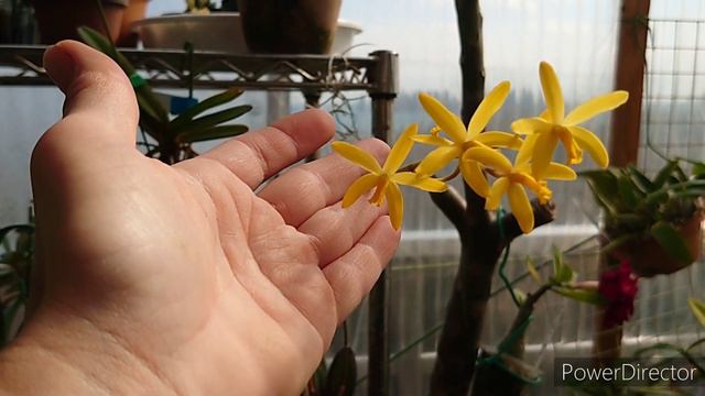 Laelia endsfeldzii смотреть онлайн
