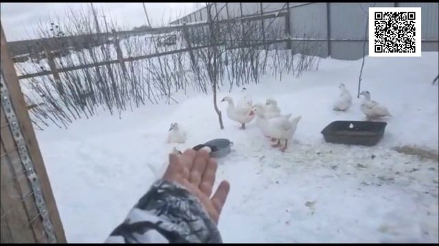 Борьба со стихией/ Winter in the shelter смотреть онлайн