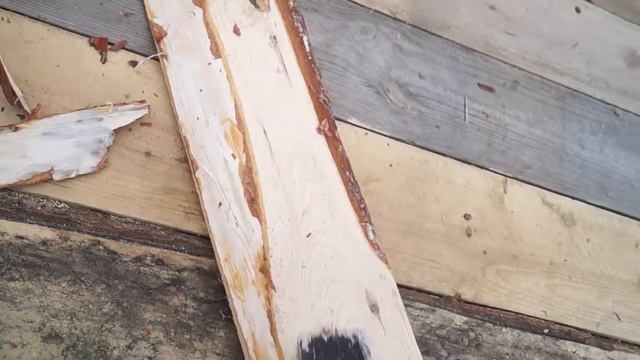 Удаляю кору с досок по совету подписчика, а там? смотреть онлайн