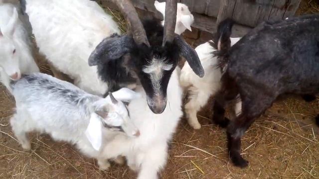 Продаю пуховых коз .! смотреть онлайн
