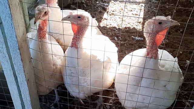 ИНДОУТКИ//ПОДАРИЛИ СЕМЬЮ.КАРАУЛ?//К ЧЕМУ ЭТО ПРИВЕЛО// смотреть онлайн