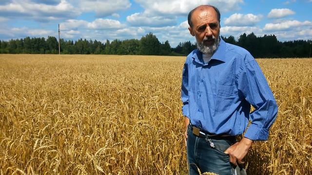 Ивановская область - Наконец то на полях растёт пшеница смотреть онлайн
