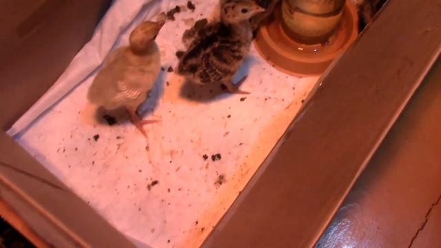 Как мы ездили смотреть цыплят. Они вылупились 11 дней назад. Все они громко пищат. Little chickens смотреть онлайн