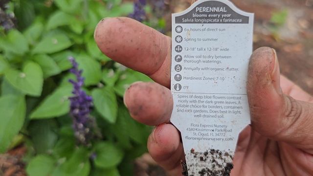 GARDEN TOUR - March 2023 🌷 with plant names 🌺Spring blooms🌱 Zone 9 Florida смотреть онлайн