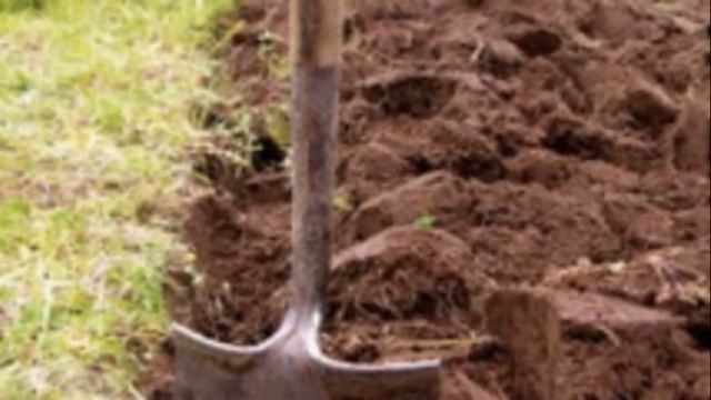 Выращивание моркови посев, уход и подкормка смотреть онлайн
