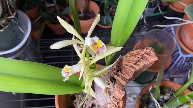 The Rainbow Orchid Cattleya iricolor species смотреть онлайн
