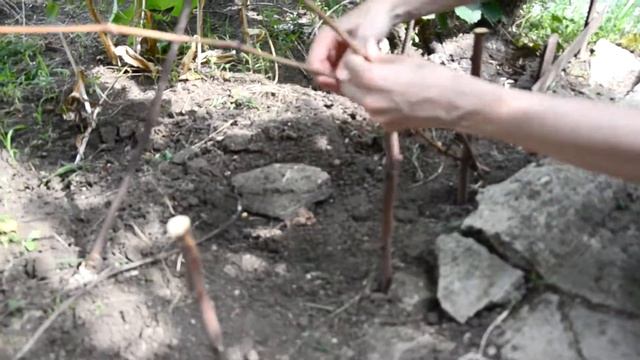 Плетень из виноградной лозы своими руками смотреть онлайн