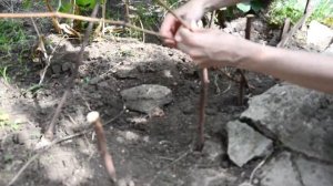 Плетень из виноградной лозы своими руками